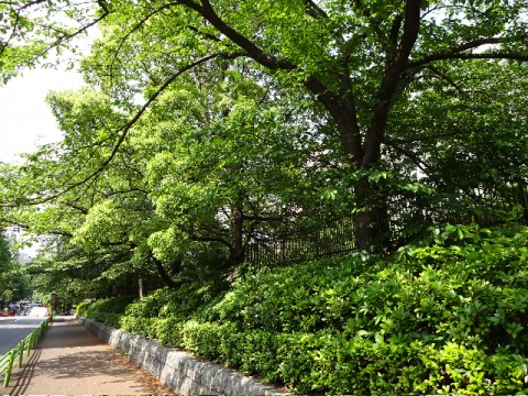20150523_walking_around_in_may2
