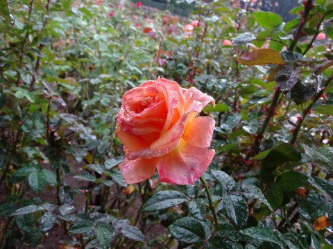 DSC00194神代植物園バラ園