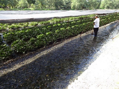 Wasabi Farm